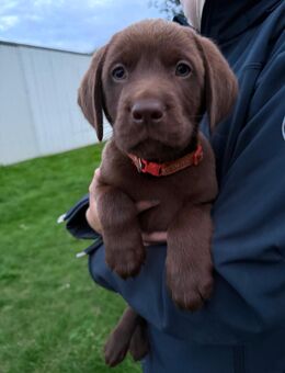 Labrador Welpen - Gardelegen (Hansestadt) Miesterhorst