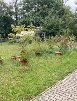 Ideal für Singles und Paare! 2-Raumwohnung in liebevolle Hände abzugeben. - Lauta