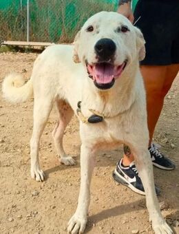 Estrella hat die Hölle hinter sich..... - Laatzen