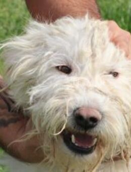 Rohin - sehr zutraulich u. kinderlieb - Lohra