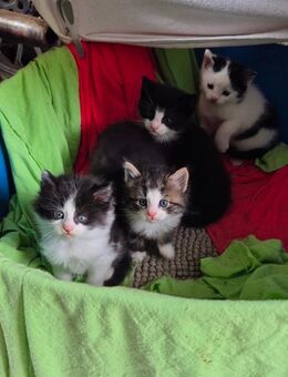 Hauskatze Kätzchen Kitten junge Katzen - Gengenbach