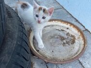 Baby Katze (weiblich) 3 Farbige Glückskatze Europäische Langhaar - Kurzhaar -Mix Hauskatze - Hohenburg