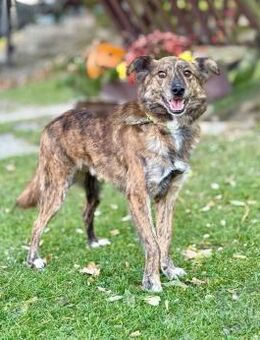 LEO, Mix, geb. 02/2023 - Heidenrod