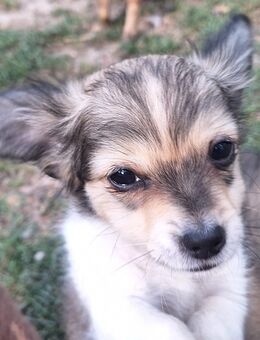 Süße Chihuahuawelpen - Franzburg