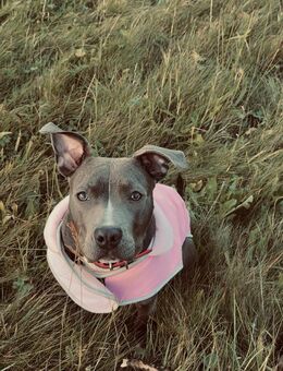 American stafford - Helsa