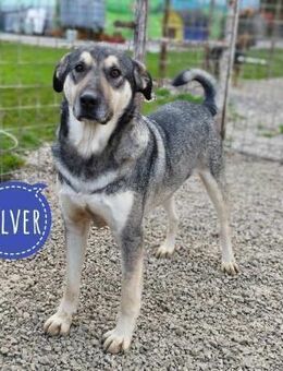 Silver - optisch/charakterlich ein Traum - Mannheim