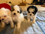 3 Maltipoo Welpen geboren am 23.04.25 geboren suchen liebes zu Hause für immer - Bakum