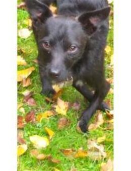 Pepino - wartet in 22459 Hamburg - Bochum