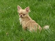 Hübsche Chihuahua suchen ein zuhause - Dresden