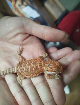 Bartagame Sandfire Red NZ'25 Juni Reptilien - Neunkirchen (Saarland)
