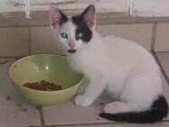 Jungkatzen ,Katzenkinder abzugeben - Wanderup