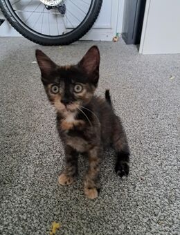 Kitten Katze und und Kater suchen neues Zuhause - Hamburg Wandsbek