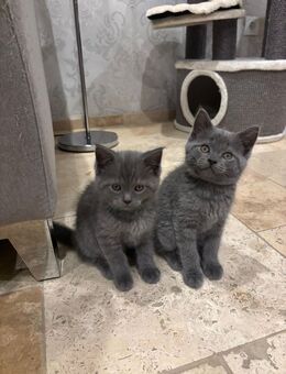 Katzen kitten dürfen ausziehen. - Essen