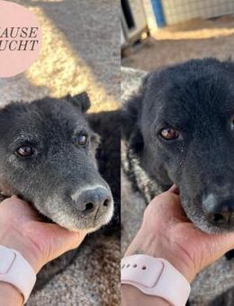 Doppelpack WHISKEY & TEO suchen ZH❤️ - Saarbrücken