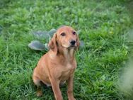 COCO -toller Hund- tolle Familie na klar - Overath