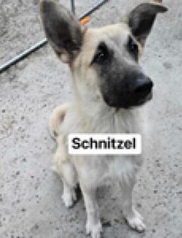 Schnitzel ist unser -Pubertier- - Berlin
