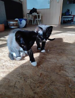 Verk. 3. Katzen Kinder sie dürfen bald ausziehen - Duckow