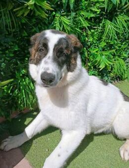 Lala ist sehr anhänglich und verschmust - Laatzen