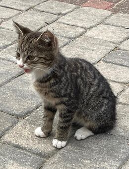Süße Katzen / Kitten zu verkaufen - Coesfeld