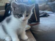 Bkh mix kitte - Herne Eickel