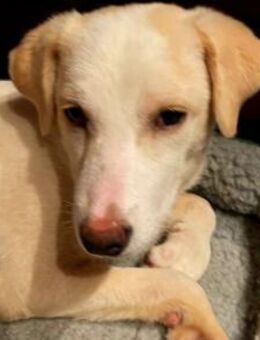 Eliza - ein ganz besonderer Engel - München