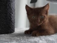 Ab sofort Abzugeben BKH Kitten in Braun - Dortmund