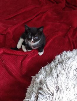 Baby Katze, kitten - Ostrhauderfehn