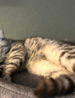 BKH Silver Tabby Kitten - Rostock