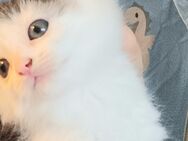 KatzenBaby ca. 2 Monate alt weiblich sucht neue Zuhause - Dornstadt