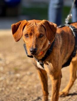 🧡Emilia - in Deutschland auf Pflege - Würzburg