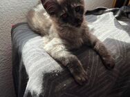 Reinrassige Maine Coon XXL Kitten- Junge in Black - Smok mit Stammbaum. - Bielefeld Zentrum