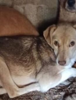 Tindra - Eine zarte Seele - Elsdorf (Nordrhein-Westfalen)