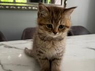Zwei reinrassige Britisch-Kurzhaar Kitten – nur zusammen abzugeben! - Gelsenkirchen Heßler