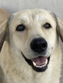 Lanea, geb. ca. 08/2023, Griechenland - Markdorf