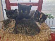BKH Kitten - Dinslaken