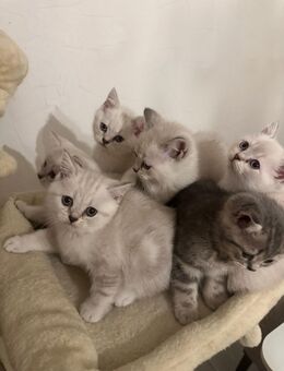 Bkh kitten - Oberhausen