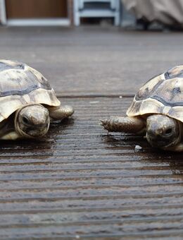 Maurische Landschildkröten-Eigene Nachzuchten 2022 mit EU-Bescheinigung - Crinitz