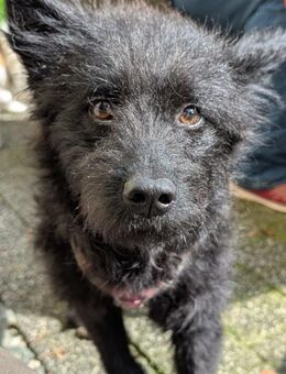 Mixi - lustige und charmante Hündin - Kissing