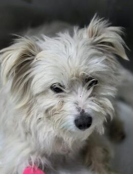 Liza eine zarte, liebe Hundeseele (I) - Ludwigshafen (Rhein)