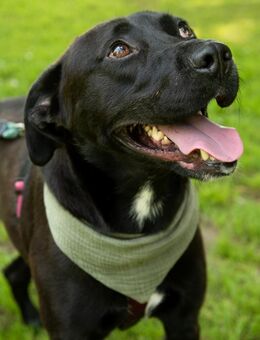 Dusty möchte Hoffnung nicht verlieren - Obertshausen