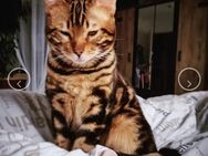 DRINGEND! Bengal Kater und Siam Katze - Pocking
