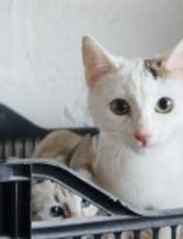 Vin; verspielte, weiße Kätzin - Geilenkirchen