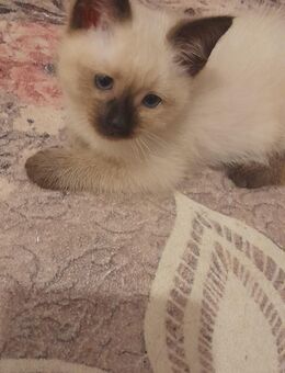 Siam Kitten Siam katzen, Reinrassige Siam Katzen, Siam Kater, Siam kitten - München Bogenhausen