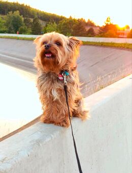 Yorkshire Terrier Deckrüde (kein Verkauf) - Seesen