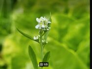 Gartenkresse (Lepidium sativum) - Horgenzell