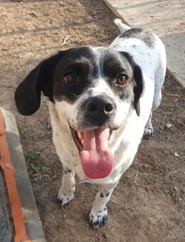 Freundlicher Toffee sucht seine Familie - Schmitten