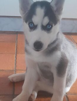 Sibirische Husky Welpen 10Wochen - Linkenheim-Hochstetten