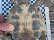 Gruppe griechische Landschildkröten 2xmännlich & 3xweiblich - Friedelsheim