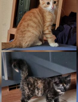 Verschmuste Babykatze kitten Weibchen - Krefeld