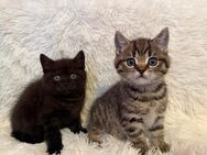 BKH Kitten golden tabby und black smoke - Hamburg